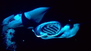 Two_Manta_Rays_Feeding_At_Night-800x446